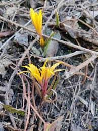 Image result for Colchicaceae