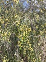 Image result for Thymelaeaceae