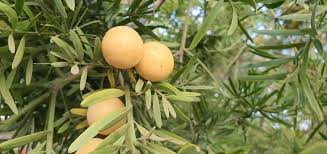 Image result for Afroqueta capensis