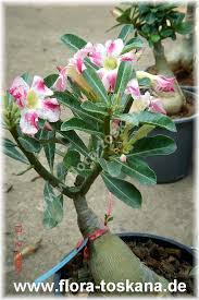 Adenium Obesum Fragrant Delight Pflanzen Flora Pflanzenwelt