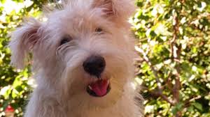 Image result for skotský teriér