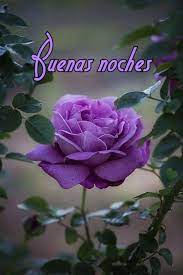 Buenas Noches Flores Bonitas Rosas Bonitas Flores Exoticas