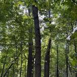 Forest Bathing @ Lone Lake Park