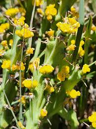 Image result for Euphorbia schinzii