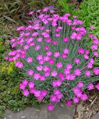 Maybe you would like to learn more about one of these? Pin By Marcia Hattabaugh Anderson On Home Flowers Perennials Full Sun Perennial Flowers Purple Perennials