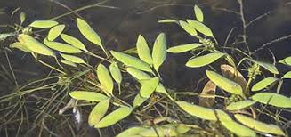 Image result for Potamogeton octandrus