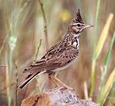 Apr 06, 2021 · burung lovebird. Burung Branjangan Mengenal Lebih Dekat Burung Branjangan Yang Menjadi Lagu Yang Wajib Unruk Burung Lomba