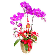 Check spelling or type a new query. Cny 216 Prosperity Phalaenopsis Orchid Flower Delivery Singapore