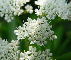 Image result for Berula erecta