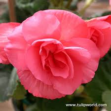 Double begonia tubers are ideal for containers, pots or tubs. Pink Double Begonia Tulip World 21102