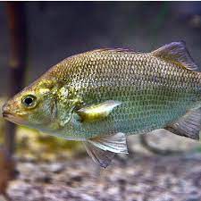 This access area offers excellent fishing for fish species such as yellow perch , white perch, bluegill sunfish , smallmouth and largemouth bass , rock bass , brown bullhead , and northern pike. List Of Lake Champlain Fish Species 2021 Updated Pond Informer