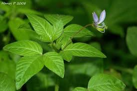 Image result for Cleome rutidosperma