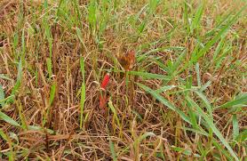 Image result for Mutinus elegans