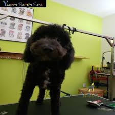 She's cheap and gets the job done but the… more. Dog Grooming Markham Yuppy Puppy Spa Puppy Groom Dog Grooming Markham Yuppy Puppy Spa Puppy Groom