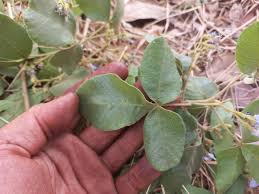 Image result for Vitex mombassae