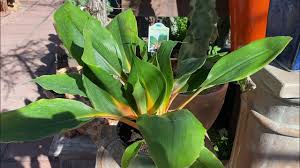 Image result for Chlorophytum Amaniense