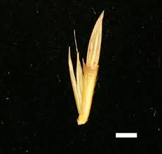 Image result for Hyparrhenia mobukensis