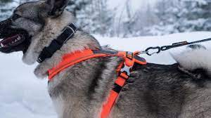Non stop dogwear heuptas voor ferd heupgordel. Non Stop Dogwear Fuhrgeschirr 42 95 Der Hundling Shop