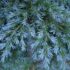 Maybe you would like to learn more about one of these? Tsuga Mertensiana Blue Star Sg Blue Star2 21 00 Kenwith Conifer Nursery Miniature And Dwarf Conifers Tree Nursery Order Online Plants And Trees