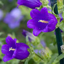 Canterbury Bells Flower Run Best Flower Wallpaper