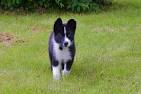 Karelian Bear Dog Breed Information and Pictures