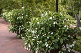 Image result for Mussaenda rivularis