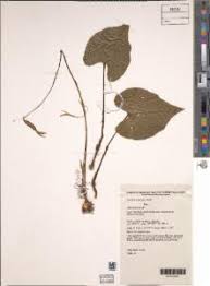 Image result for Nervilia sp.no.4