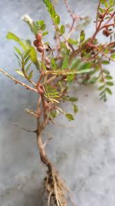 Image result for Phyllanthus martinii