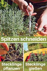 Die Weichen Triebe Von Lavendel Sollten Im Fruhjahr Geschnitten Werden Damit Die Pflanze Unten Nicht Ka In 2020 How To Propagate Lavender Lavender Garden Garden Types