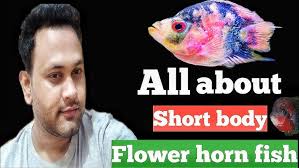 How to care Short Body Flower Horn Fish