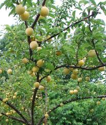 We did not find results for: From Our Gardens What You Need To Know About Fruit Trees Lifestyles Greensboro Com