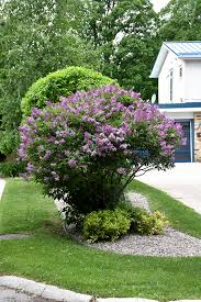 Image result for Syringa prestoniae