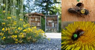 Hier finden sie produkte zur fliegenbekämpfung. Wie Weit Fliegen Wildbienen Auf Nahrungssuche Ergebnisse Von Markierungsexperimenten Im Botanischen Garten Munchen