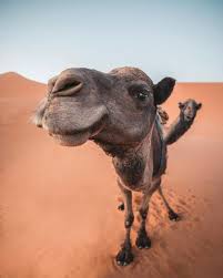 Part documentary, part simple story, ancient traditions meld with the modern world within a refreshingly nonconfrontational premise. Camels
