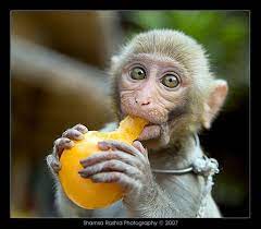 Baby Monkey Eating Cute Baby Monkey Baby Monkey Cute Babies