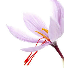 Iran Saffron Exporter Exporting Saffron To All Around The World Bunga Desain Banner Desain