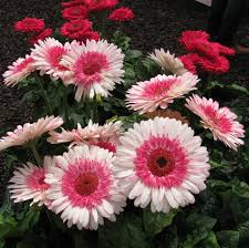 Gerbera Flowers Pretty Flowers Flowering Trees Gerbera Daisy