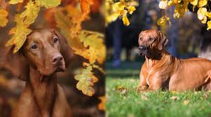 Find vizsla puppies and breeders in your area and helpful vizsla information. Vizsla Vs Rhodesian Ridgeback How Are They Different