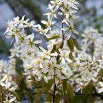 We did not find results for: Weeping Ornamental Trees Types Of Weeping Trees For Zone 5 Gardens