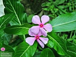 Nayantara Catharanthus Roseus Plant Leaves Plants Photography
