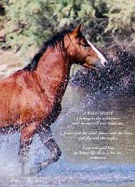 Salt River Wild Horse By Rose Tucker Wild Horses Running Wild Horses Horses