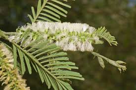 Image result for Acacia fleckii