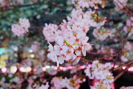 The great thing about spring is that there are so many limited. Facts About Cherry Blossoms In Japan Japan Web Magazine