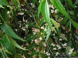 Image result for Menispermaceae