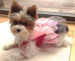 Specializing in tiny & teacup yorkie puppies for sale with exquisite baby doll faces. Akc Teacup Yorkies For Sale In Tn Parti Yorkies Yorkie Yorkie Puppy For Sale Yorkie Puppy
