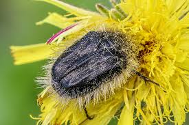 Image result for Tropinota hirta