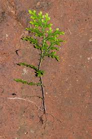Image result for Selaginella goudotiana
