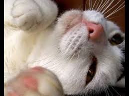 Feline acne is a skin condition of cats that is probably more common than is generally appreciated, as most cases are mild and pass unnoticed. Video Chin Acne In Cats Youtube