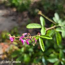 Image result for Desmodium