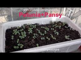 To get seeds from which grow petunia with double flowers, you need to. How To Grow Petunia How To Grow Pansies Petunia Seed Germination Garden Ideas Urdu Hindi Youtube Seed Germination Petunias Pansies Flowers